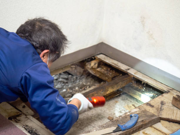 Best Mold Damage Repair  in Steelevle, IL