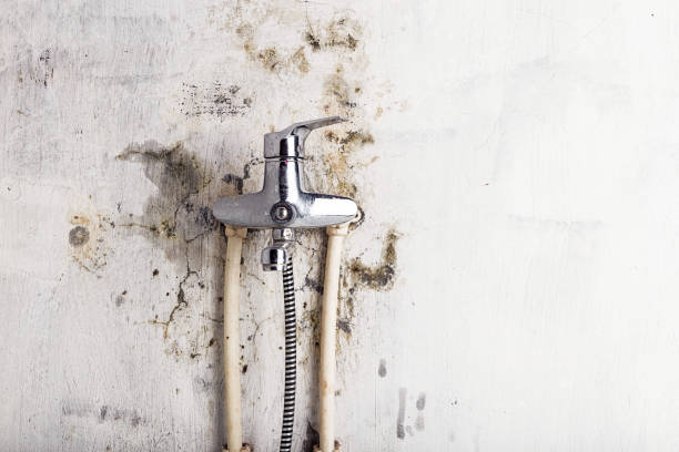 Best Home Mold Removal  in Steelevle, IL