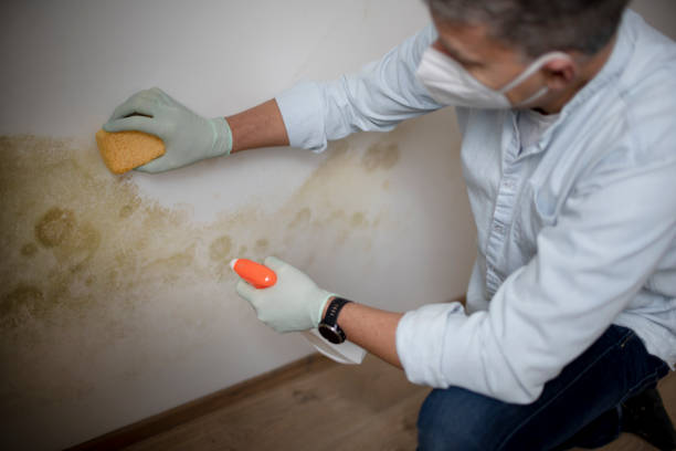 Best Mold Cleaning Services  in Steelevle, IL