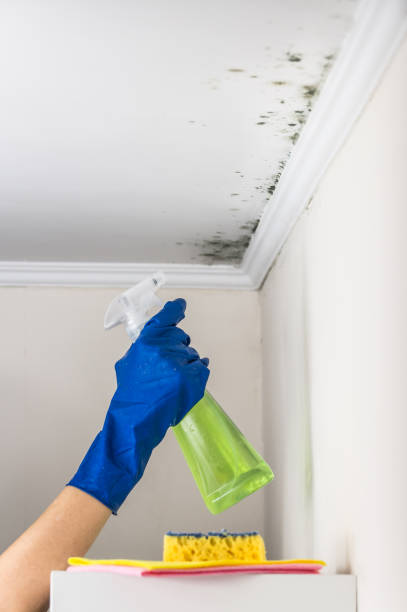 Best Home Mold Removal  in Steelevle, IL