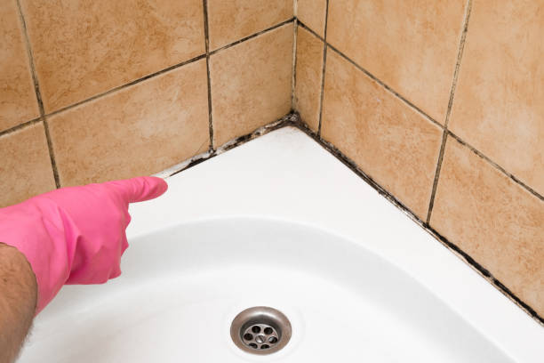 Best Mold Removal Near Me  in Steelevle, IL