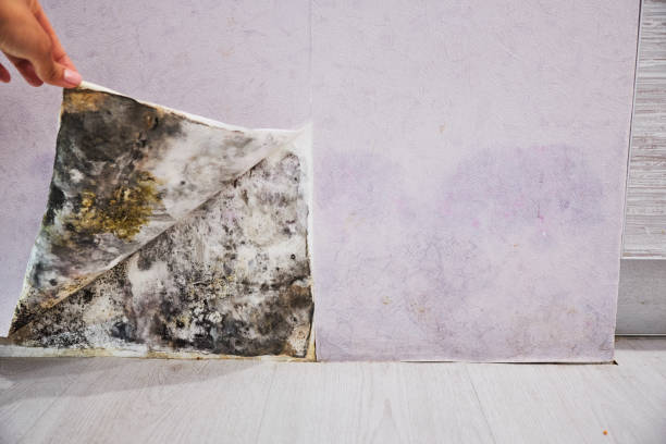 Best Emergency Mold Removal  in Steelevle, IL